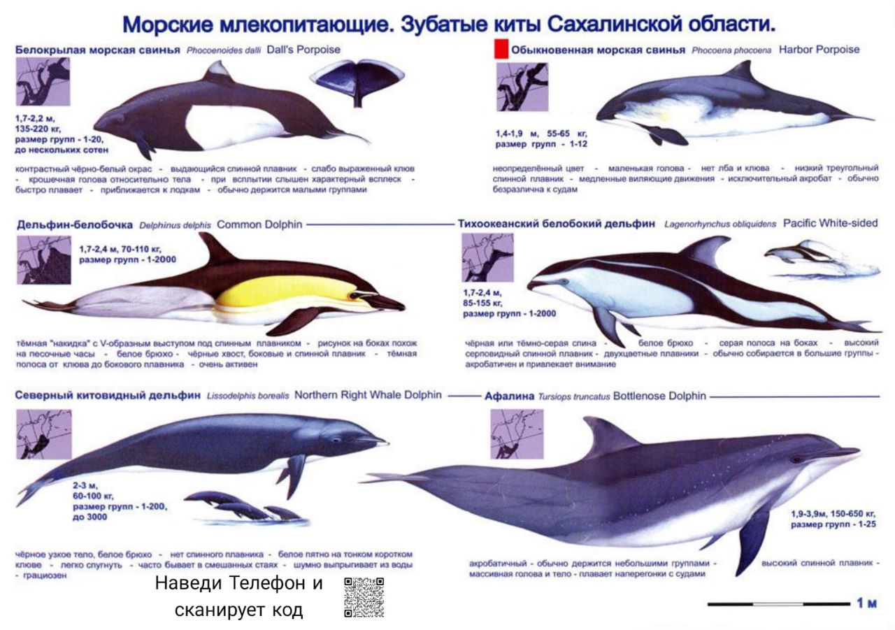 виды дельфинов черного моря список